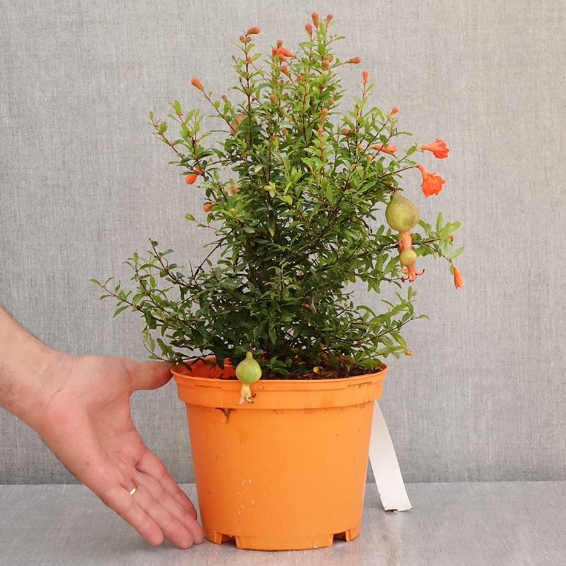 Punica granatum Chico - Pomegranate 3L/4L pot, Clump sample as delivered in summer