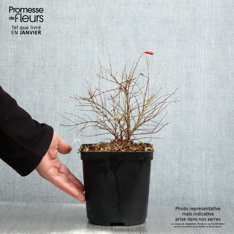 Punica granatum Chico - Pomegranate 3L/4L pot, Clump sample as delivered in winter