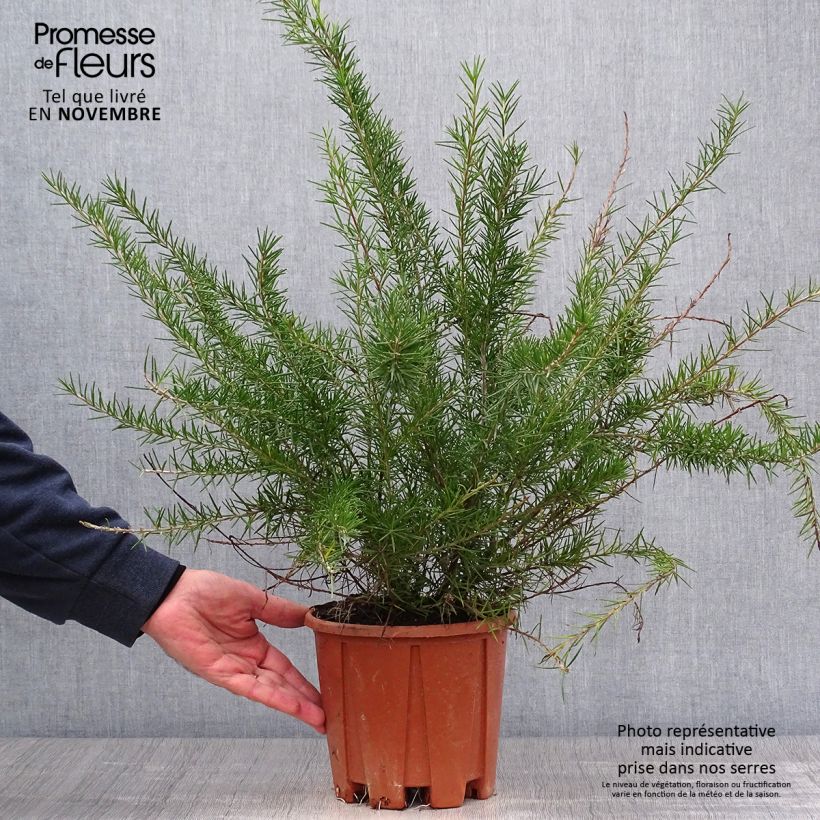 Grevillea juniperina 2L/3L pot sample as delivered in autumn
