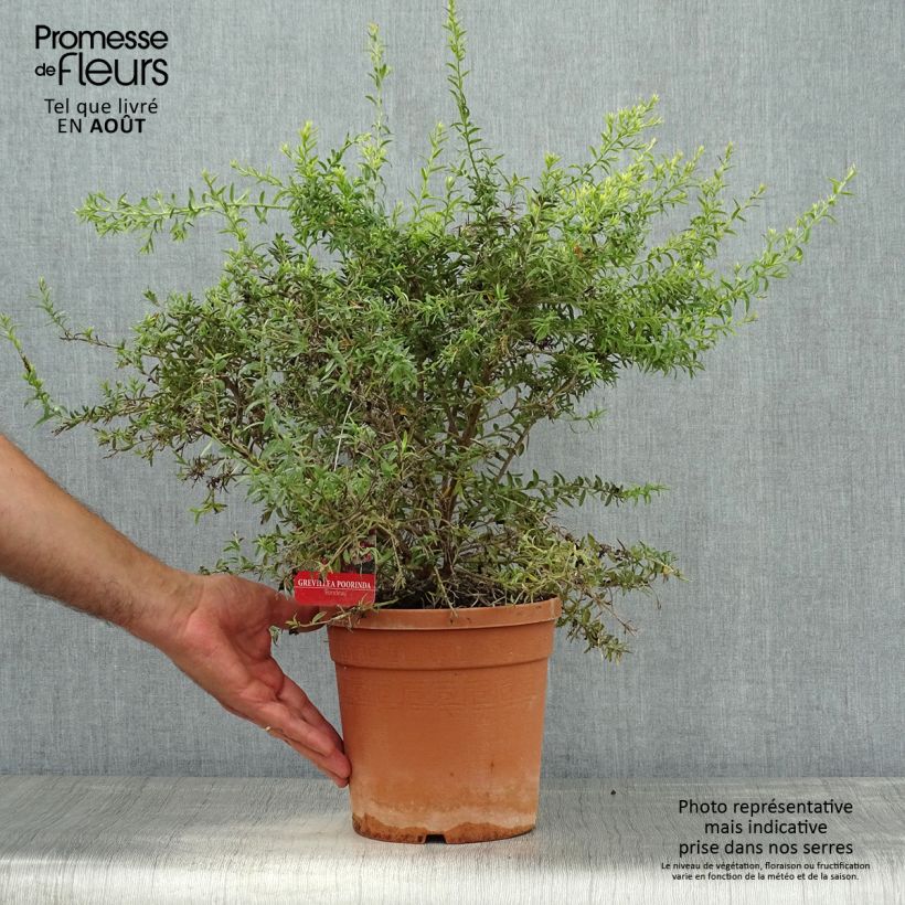 Grevillea Poorinda Rondeau 3L/4L pot, Bush sample as delivered in summer