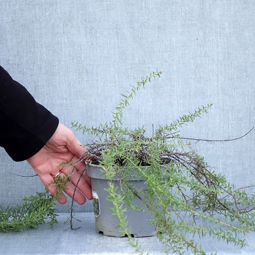 Grevillea prostrata Aurea 2L/3L pot sample as delivered in winter