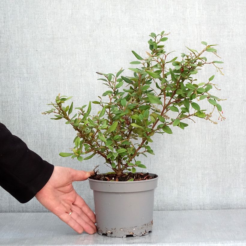 Grevillea rhyolitica 2L/3L pot sample as delivered in winter