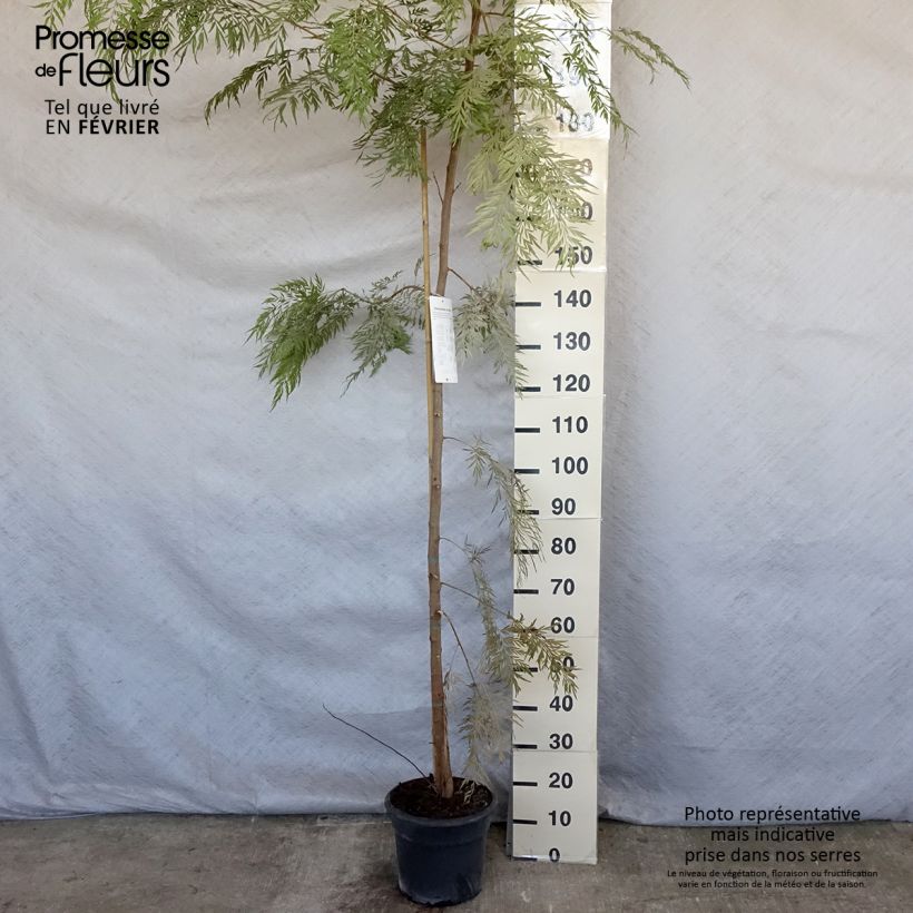 Grevillea robusta 7.5L/10L pot sample as delivered in winter