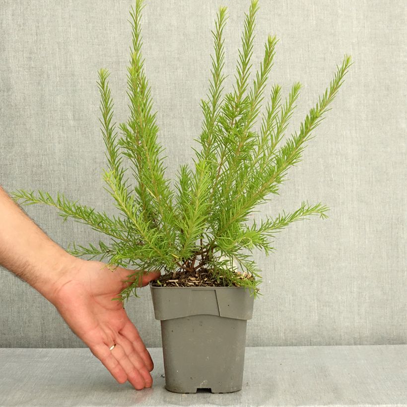 Grevillea rosmarinifolia Rosa Jenkinsii 2L/3L pot sample as delivered in summer