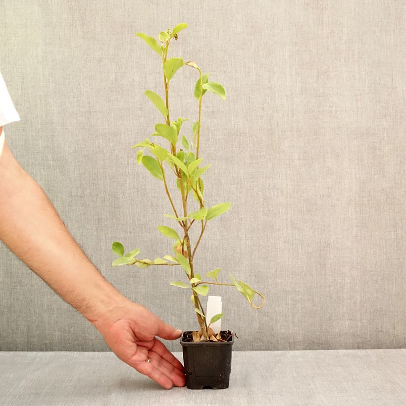 New Zealand broadleaf - Griselinia littoralis 8/9 cm pot sample as delivered in summer