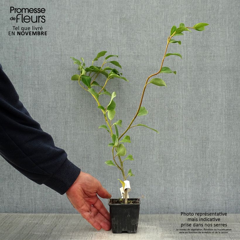 Griselinia lucida 8/9 cm pot sample as delivered in autumn