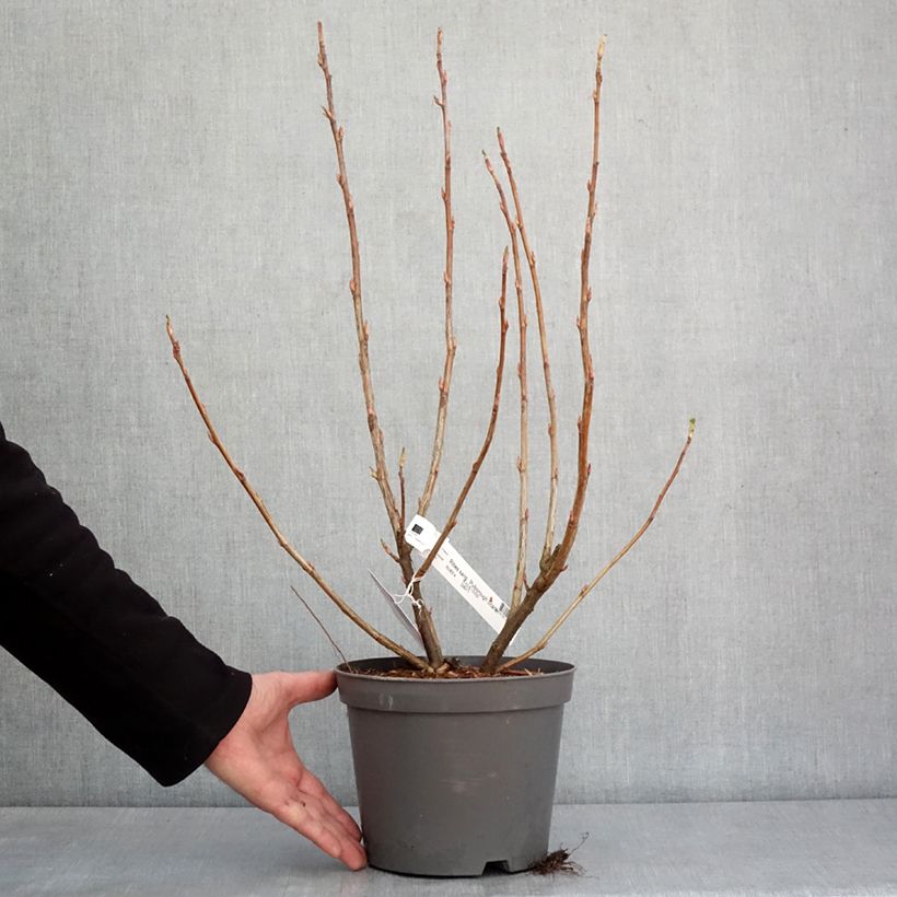 Ribes sanguineum Pulborough Scarlet - Flowering Currant 2L/3L pot sample as delivered in winter