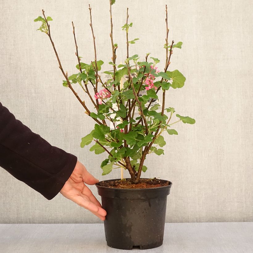 Ribes sanguineum Red Bross - Flowering Currant 2L/3L pot sample as delivered in spring