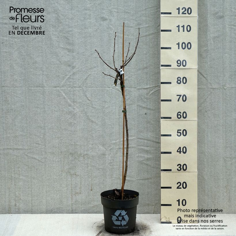 Ribes rubrum 'Weiße aus Jüterbog' 6L/7L pot sample as delivered in winter