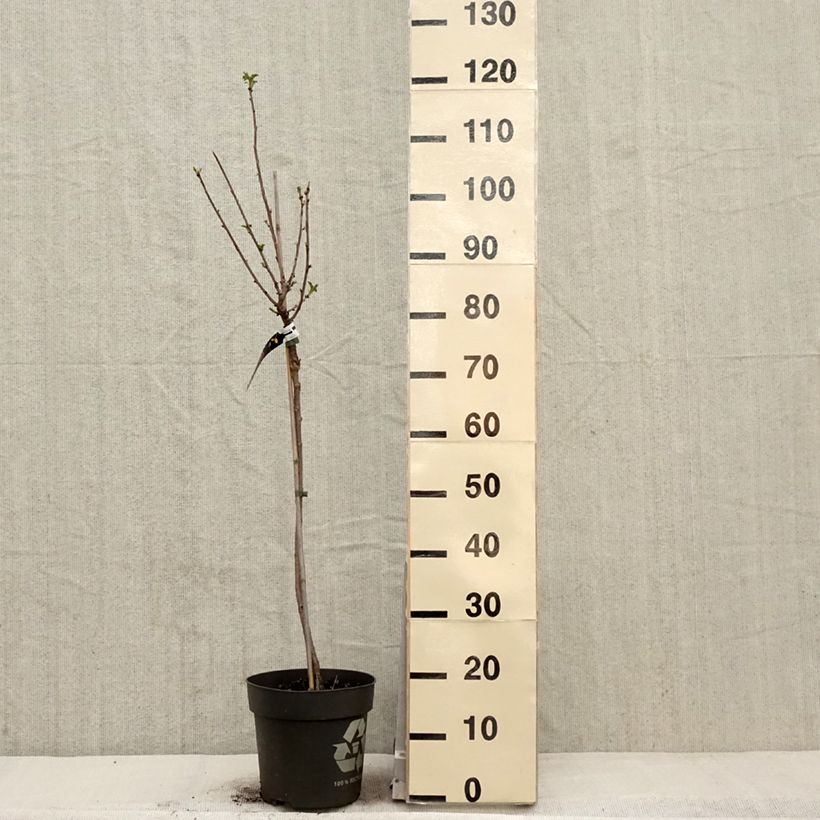 Ribes rubrum 'Weiße aus Jüterbog' 6L/7L pot, Standard sample as delivered in spring