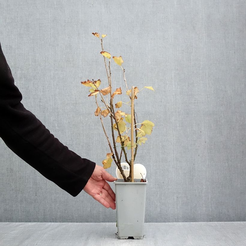 White Currant Werdavia - Ribes rubrum 2L/3L pot, Half standard sample as delivered in autumn