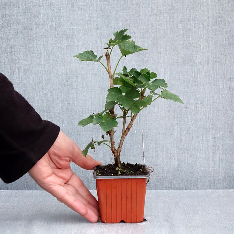 Redcurrant Zitavia - Ribes rubrum 8/9 cm pot sample as delivered in autumn