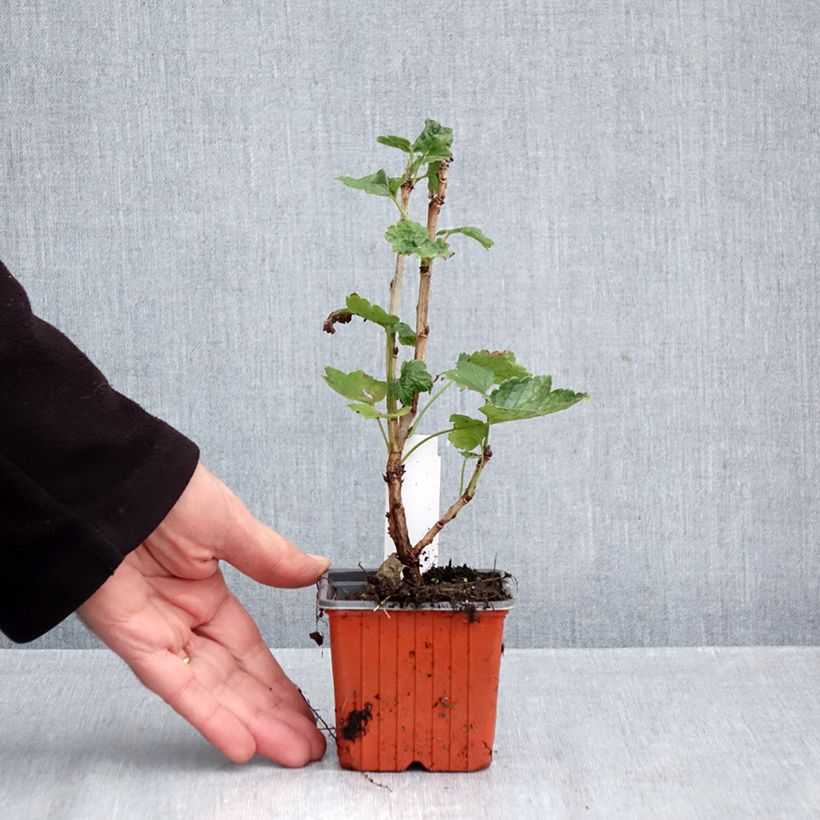 Ribes rubrum Jonkheer van Tets - Redcurrant 8/9 cm pot sample as delivered in autumn