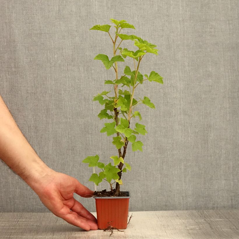 Ribes rubrum Jonkheer van Tets - Redcurrant 8/9 cm pot sample as delivered in spring
