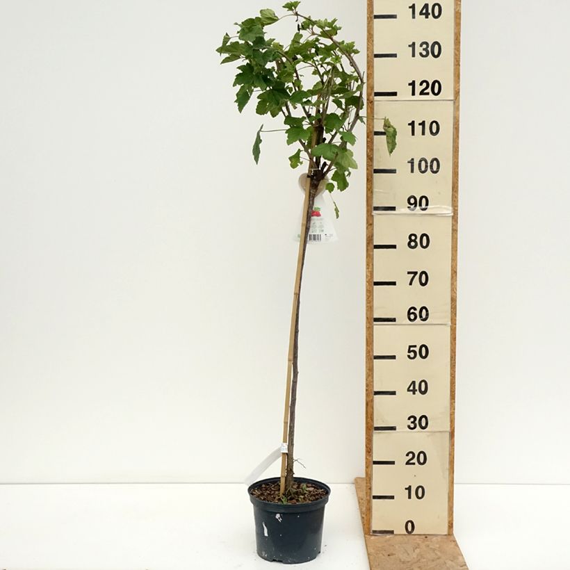 Ribes rubrum Jonkheer van Tets - Redcurrant 1.5L/2L pot, Standard sample as delivered in summer