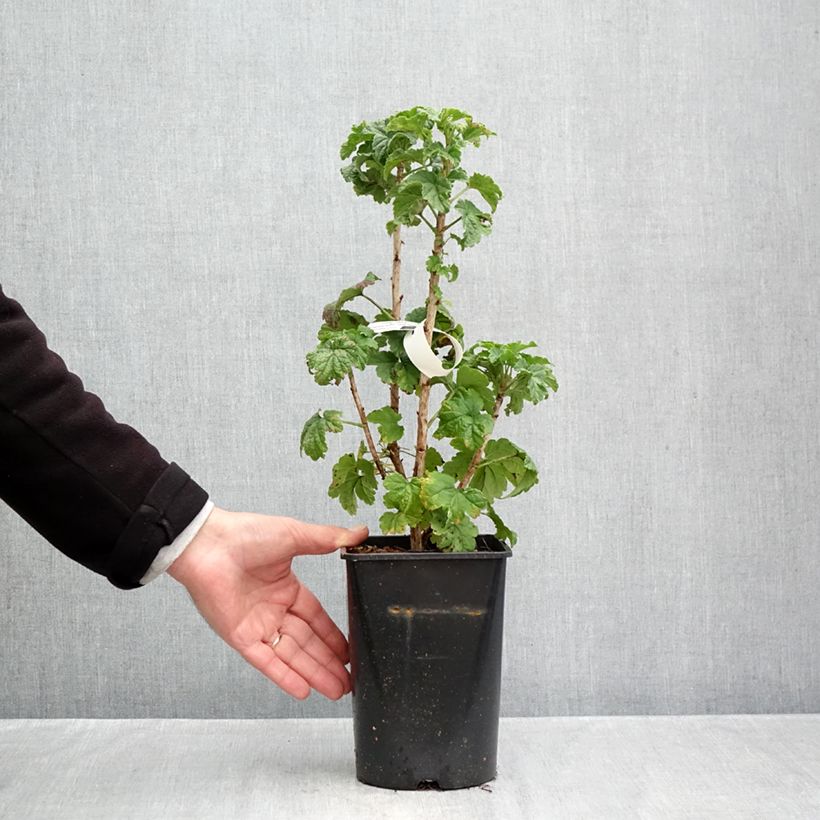 Ribes rubrum Junifer - Redcurrant 2L/3L pot, Bush sample as delivered in autumn