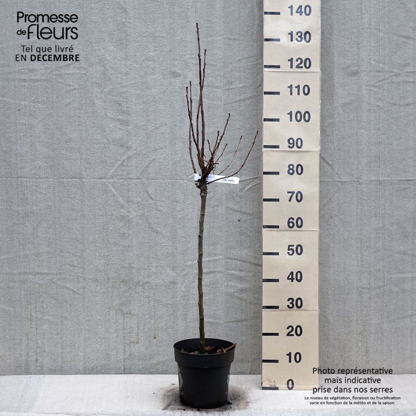 Redcurrant Rola - Ribes rubrum 6L/7L pot sample as delivered in winter