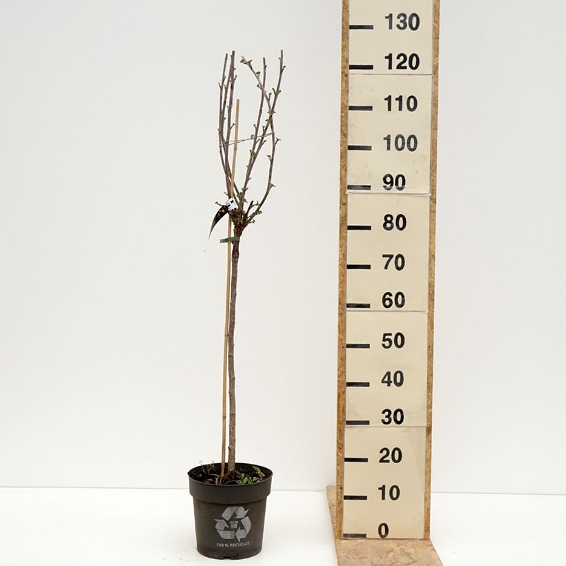 Ribes rubrum Ribest  'Babette'  6L/7L pot, Standard sample as delivered in spring