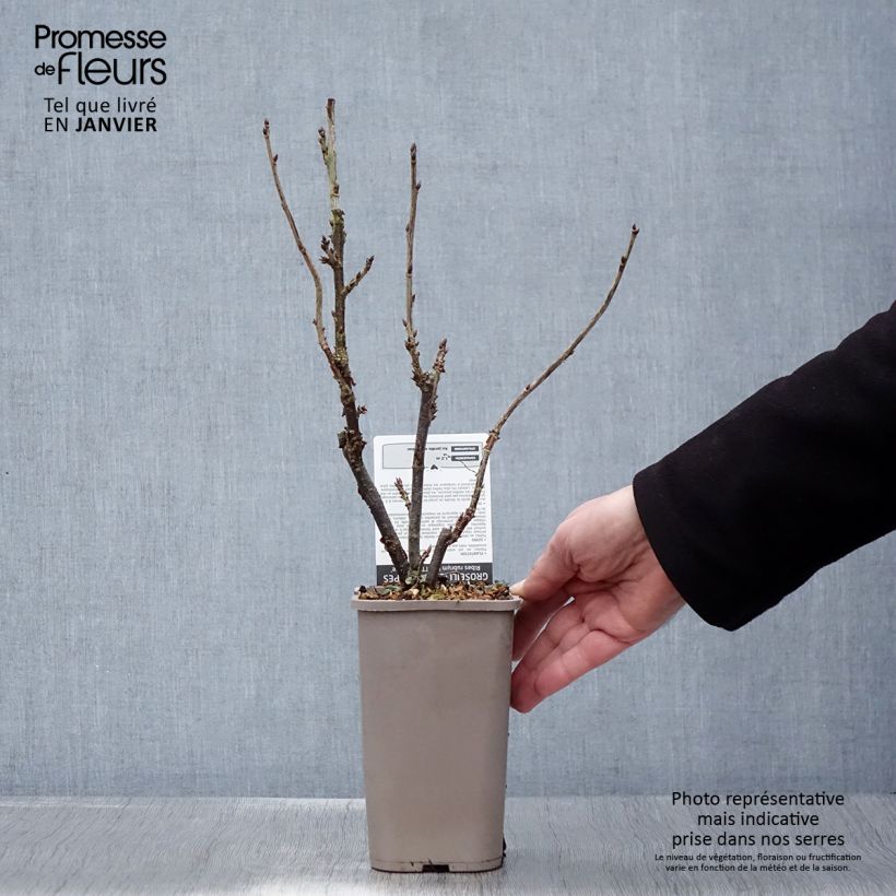 Ribes rubrum Ribest 'Lisette' 1.5L/2L pot sample as delivered in winter