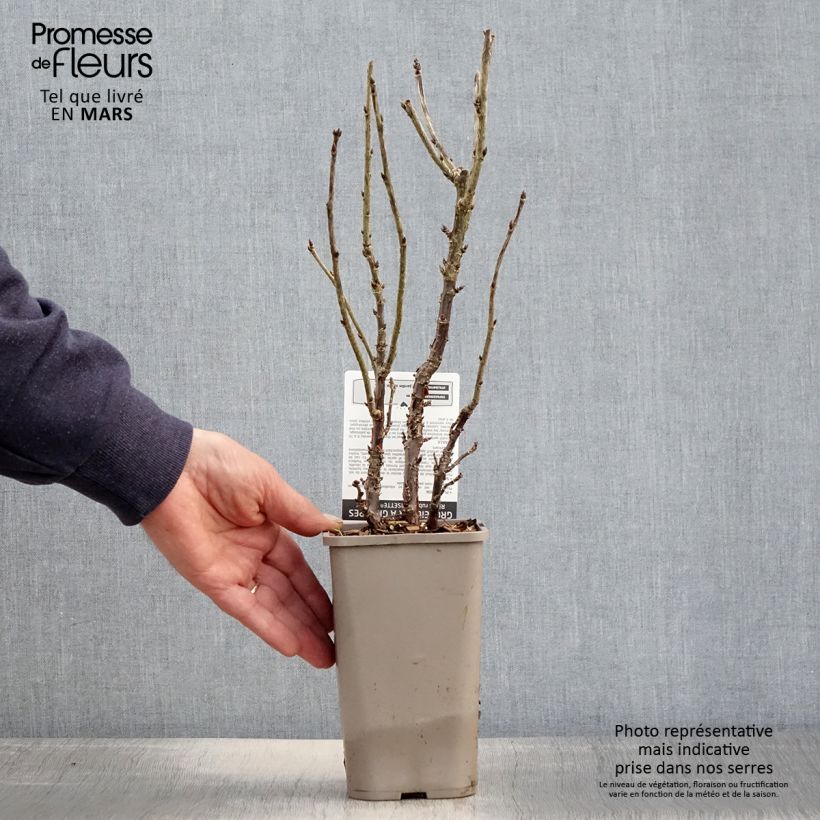 Ribes rubrum Ribest 'Lisette' 1.5L/2L pot sample as delivered in spring