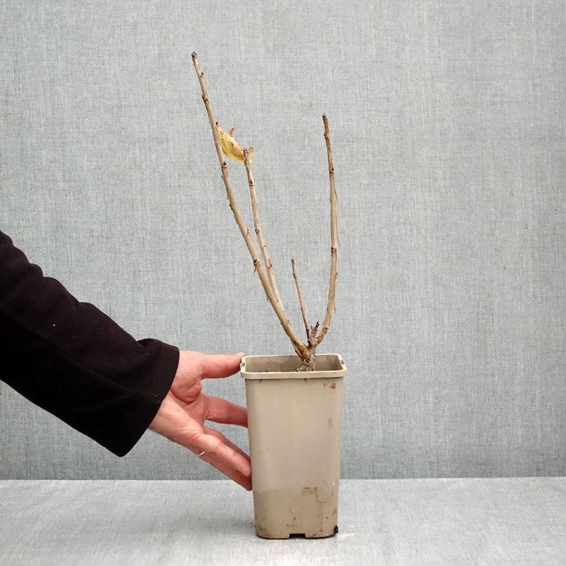 Ribes rubrum Ribest 'Sonette' 1.5L/2L pot sample as delivered in autumn