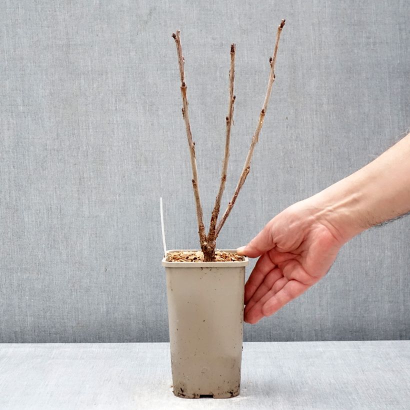 Ribes rubrum Ribest 'Sonette' 1.5L/2L pot sample as delivered in winter