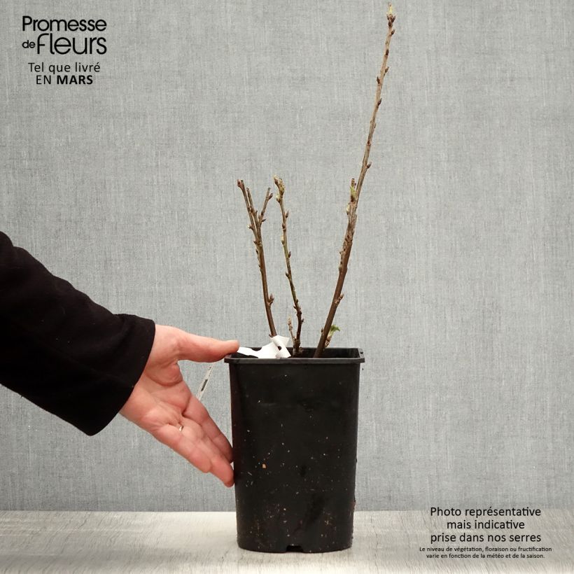 Redcurrant Rosetta - Ribes rubrum 2L/3L pot, Clump sample as delivered in spring