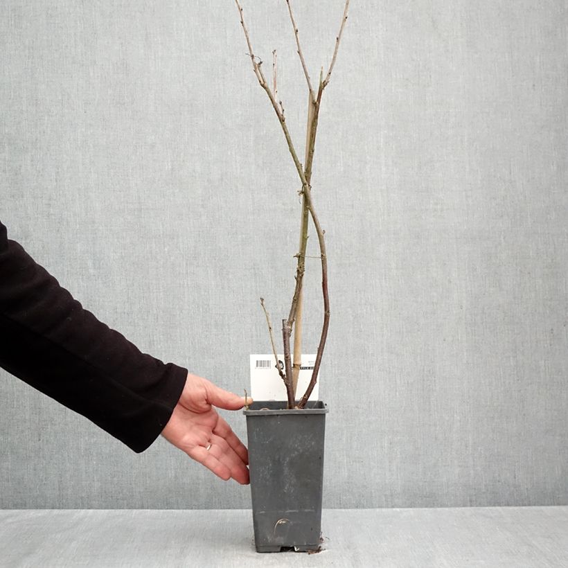 Redcurrant Versaillaise Redcurrant bush - Ribes rubrum 4L/5L pot sample as delivered in autumn