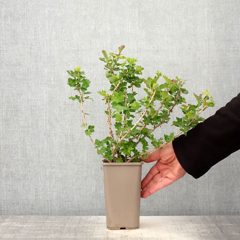 Ribes uva-crispa Crispa 'Goldling' 1.5L/2L pot sample as delivered in spring