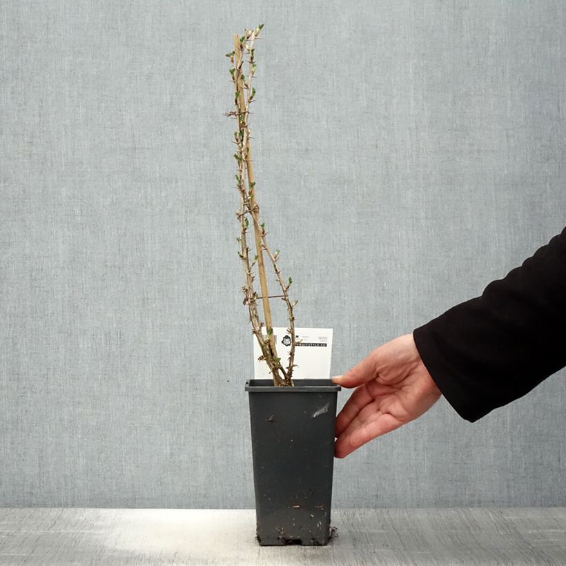 Gooseberry Invicta - Ribes uva-crispa 1.5L/2L pot sample as delivered in spring