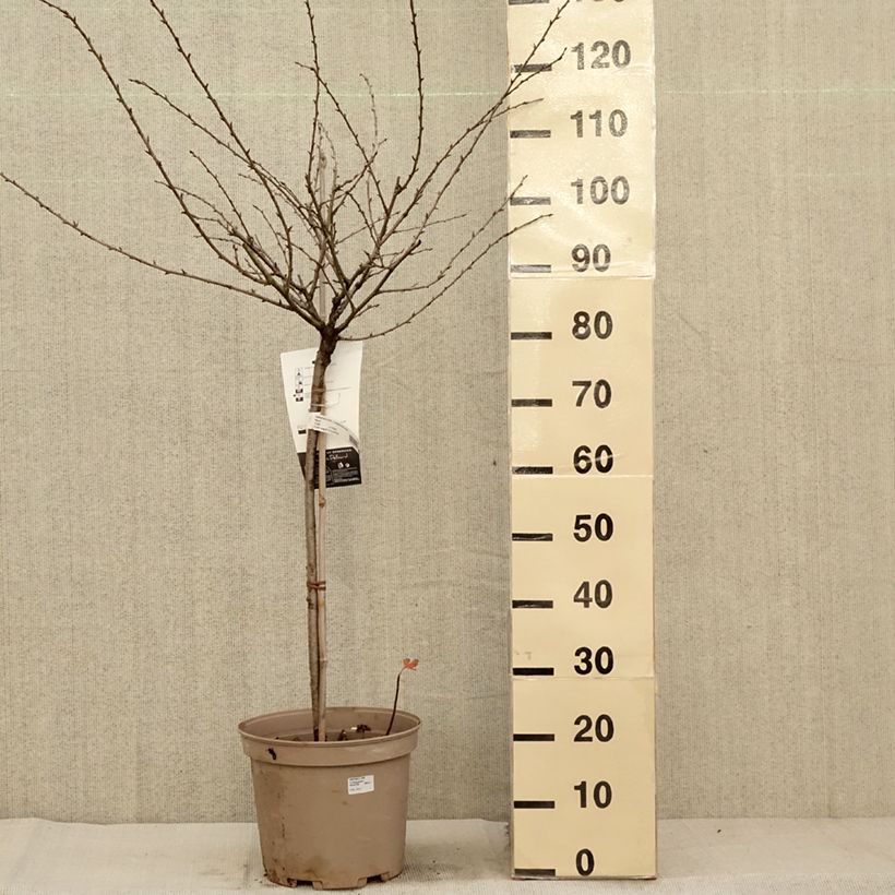 Gooseberry Invicta - Ribes uva-crispa 7.5L/10L pot, Quarter standard sample as delivered in autumn