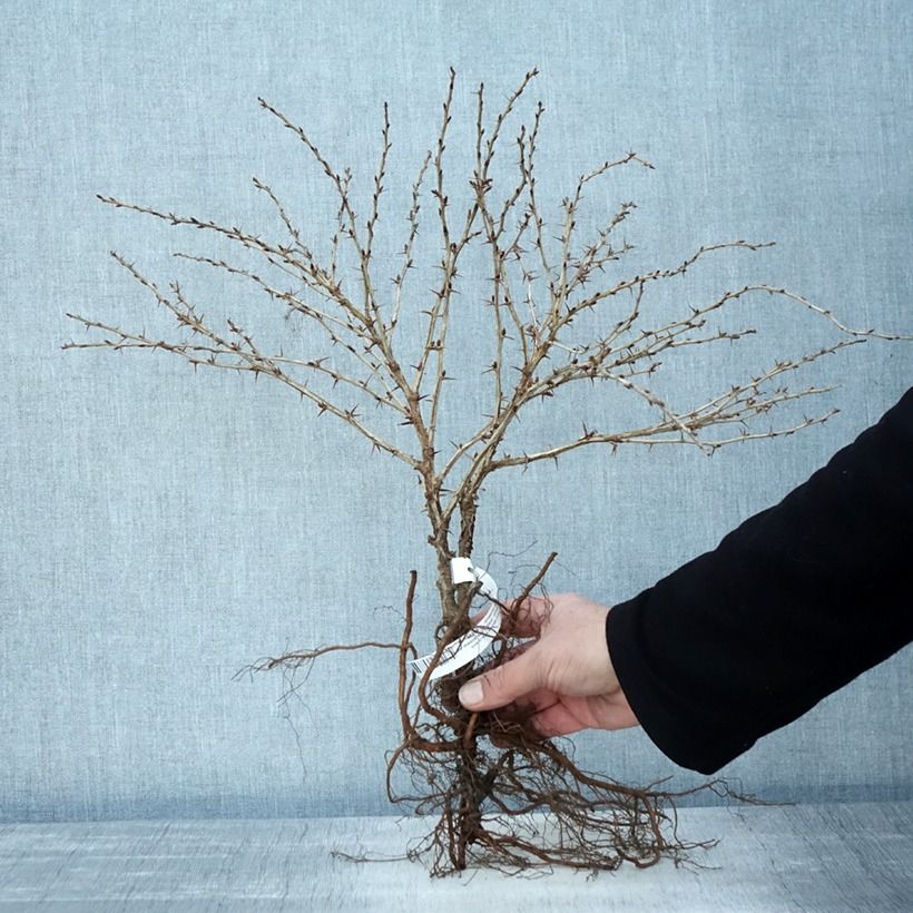 Ribes uva-crispa 'Tatjana' Bare root, Bush sample as delivered in winter