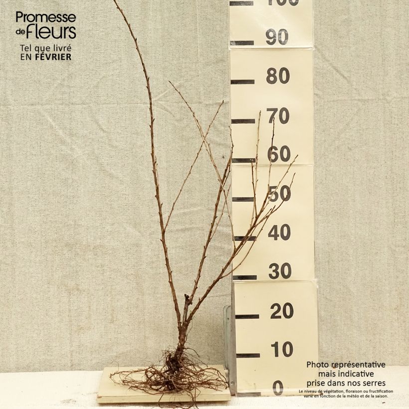 Gooseberry Captivator - Ribes uva crispa Bare root, Bush sample as delivered in winter