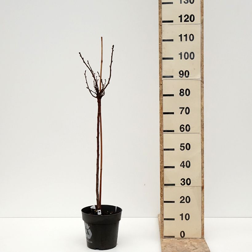 Gooseberry Darling - Ribes uva-crispa 6L/7L pot sample as delivered in winter