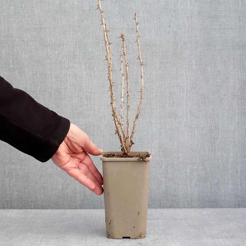 Ribes uva-crispa Crispa 'Goldling' 1.5L/2L pot sample as delivered in winter