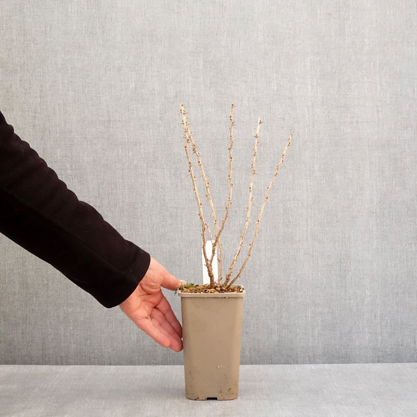 Gooseberry Crispa Greenling 1.5L/2L pot, Clump sample as delivered in winter