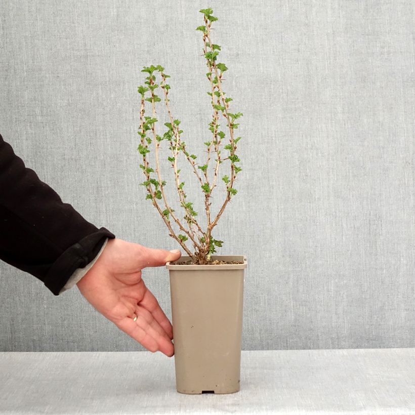 Ribes uva-crispa Crispa Nibbling - Gooseberry 1.5L/2L pot, Clump sample as delivered in spring