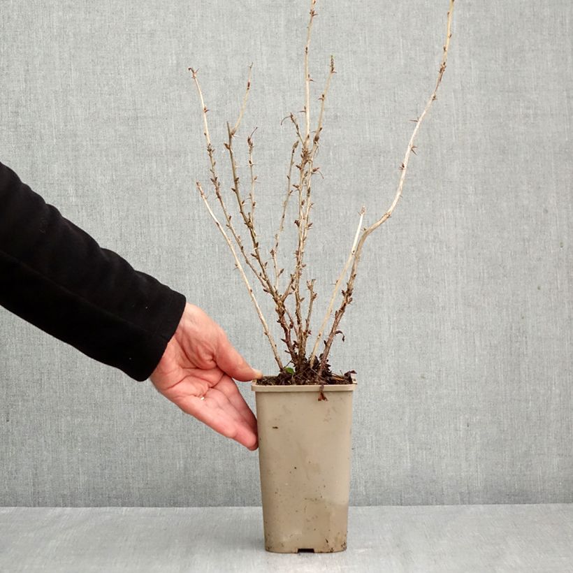 Ribes uva-crispa Crispa Nibbling - Gooseberry 1.5L/2L pot, Clump sample as delivered in autumn