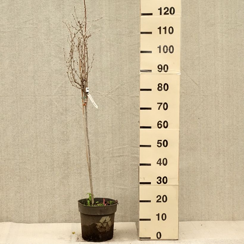 Ribes uva-crispa 'Solemio Crispa' 6L/7L pot sample as delivered in autumn