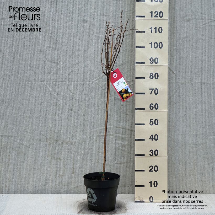 Ribes uva-crispa 'Solemio Crispa' 6L/7L pot sample as delivered in winter