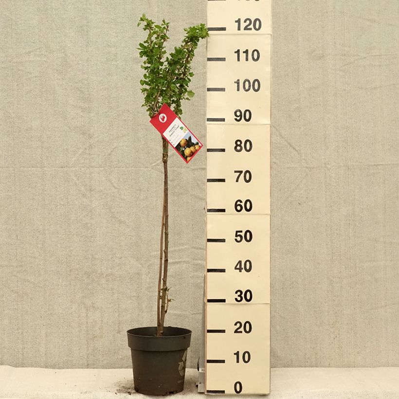 Ribes uva-crispa 'Solemio Crispa' 6L/7L pot, Standard sample as delivered in spring