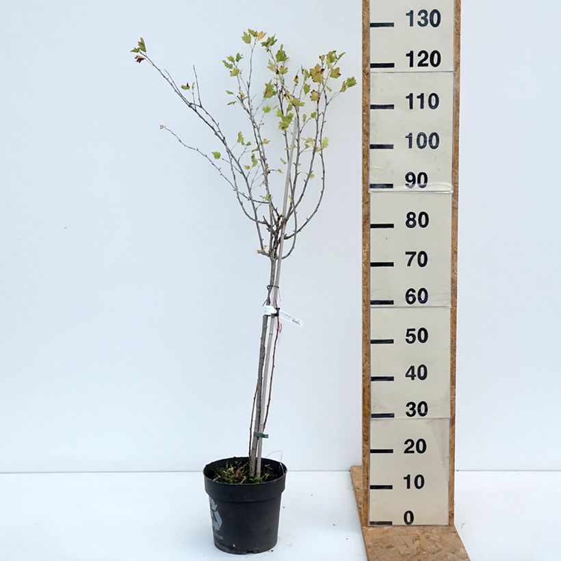 Ribes uva-crispa Easycrisp 'Lady Late' 6L/7L pot sample as delivered in autumn