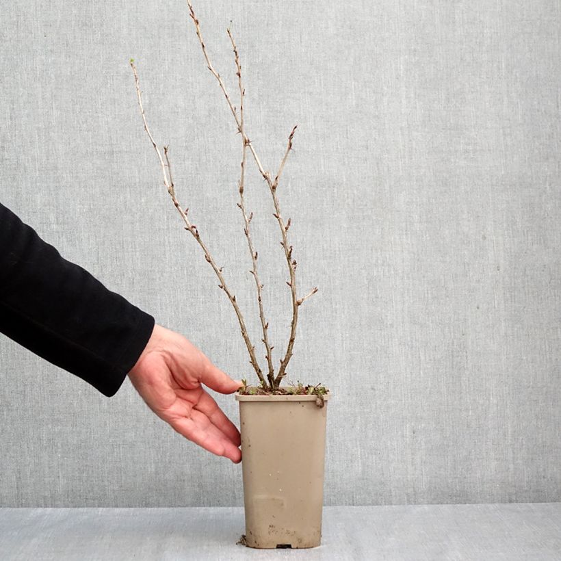 Gooseberry Easycrisp 'Mme Sansouci' 1.5L/2L pot, Clump sample as delivered in autumn