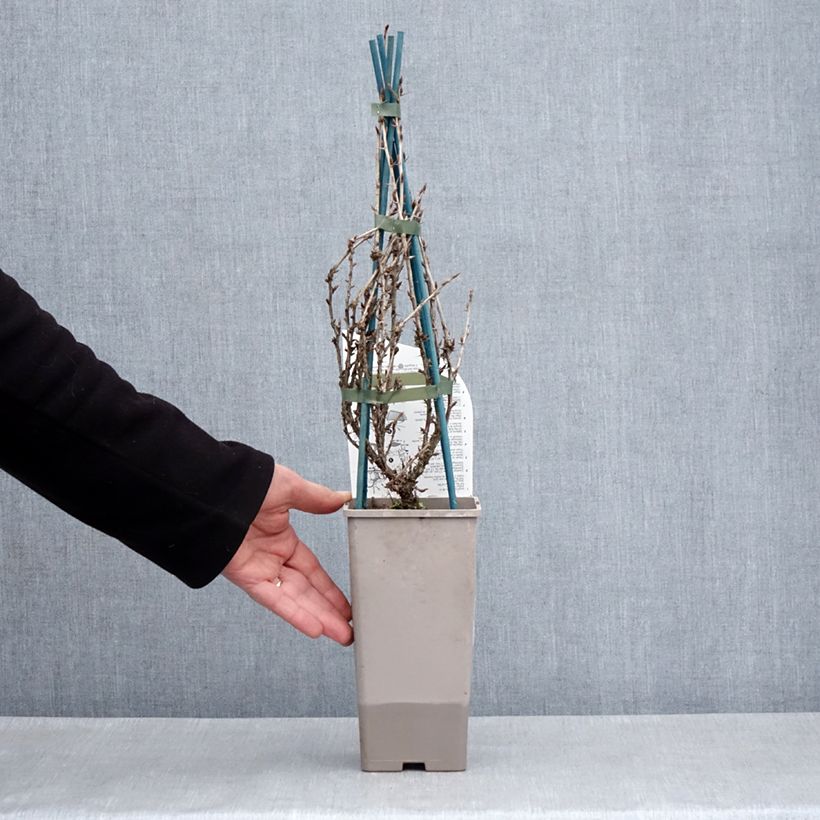 Gooseberry Freedonia - Ribes uva-crispa 1.5L/2L pot sample as delivered in spring