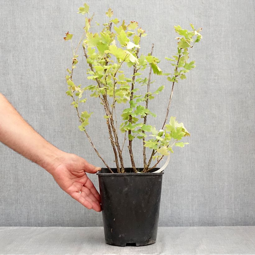 Gooseberry Freedonia - Ribes uva-crispa 4L/5L pot sample as delivered in summer