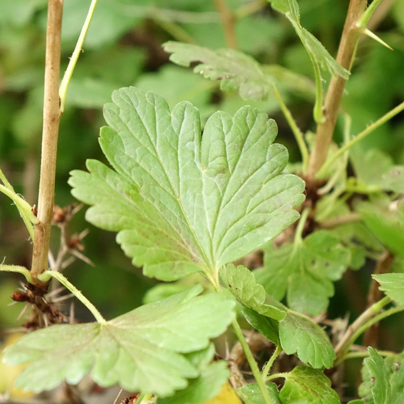 Gooseberry Hinnonmäki Gul - Ribes uva-crispa (Foliage)