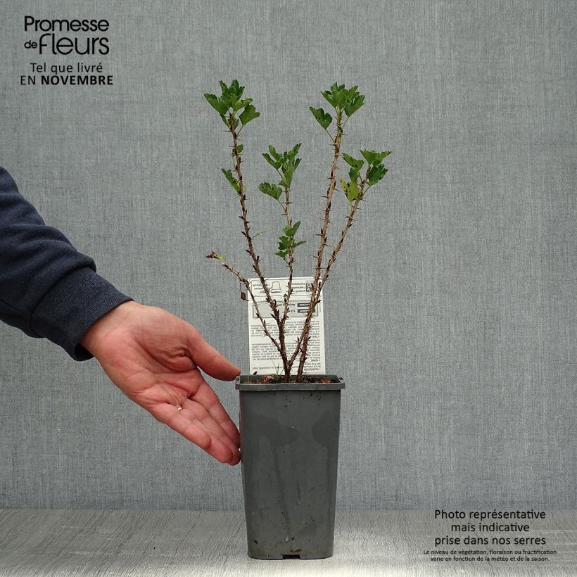 Organic Gooseberry Hinnonmaki Rod - Ribes uva-crispa 1.5L/2L pot, Bush sample as delivered in autumn
