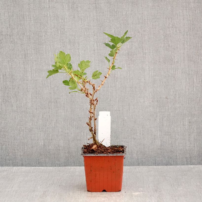 Gooseberry Hinnönmaki Röd - Ribes uva-crispa 8/9 cm pot sample as delivered in autumn