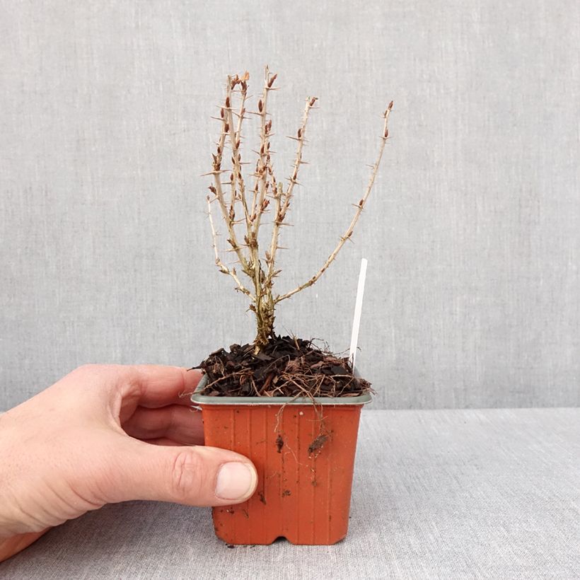 Gooseberry Hinnönmaki Röd - Ribes uva-crispa 8/9 cm pot sample as delivered in winter