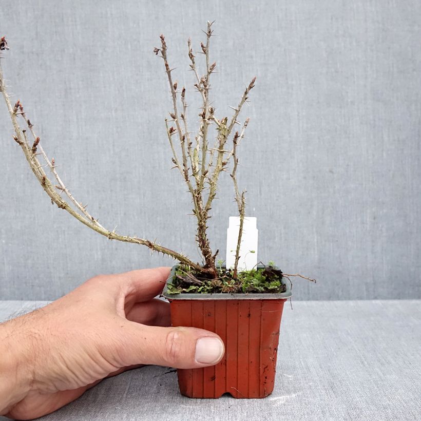 Gooseberry Green Hinnonmaki - Ribes uva-crispa 8/9 cm pot sample as delivered in autumn